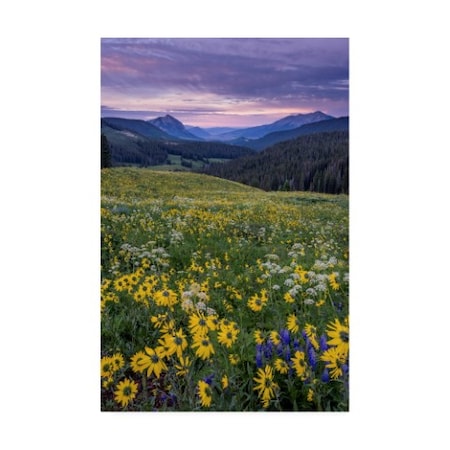 Dan Ballard 'Daisies 2' Canvas Art,16x24